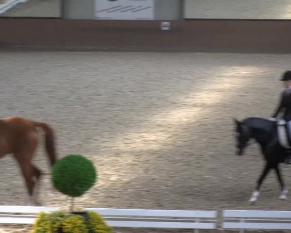 Video von Lucky Starlight, Eulenhof Saphira, Rocky Balboa 29