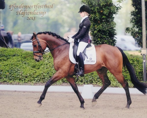 Dressurpferd Daylano (Oldenburger, 2008, von Daddy Cool) Dressurpferd Daylano (Oldenburger, 2008, von Daddy Cool)