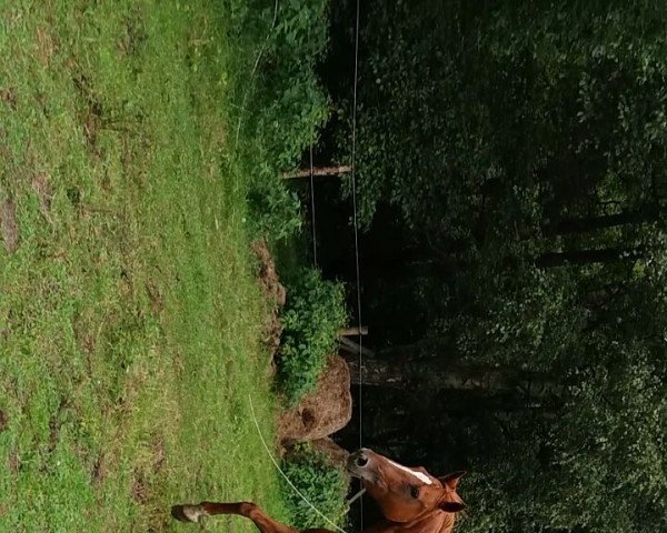 horse Beautiful Mind 4 (Hanoverian, 2004, from Formidabel)