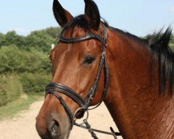 dressage horse Mon Bijou 43 (Trakehner, 2002, from Connery) dressage horse Mon Bijou 43 (Trakehner, 2002, from Connery)