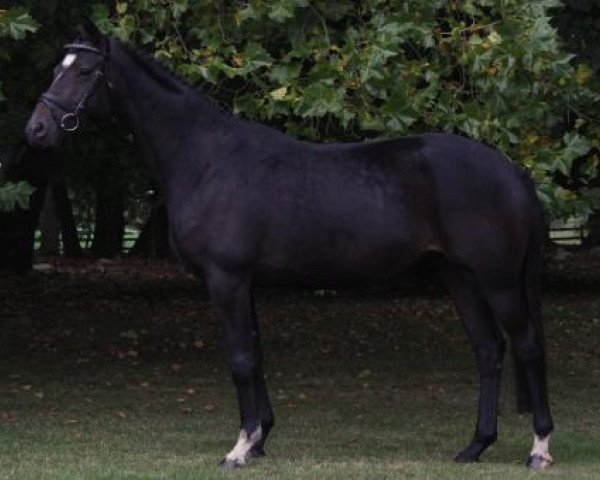 horse Irina (Trakehner, 2009, from K2 T)