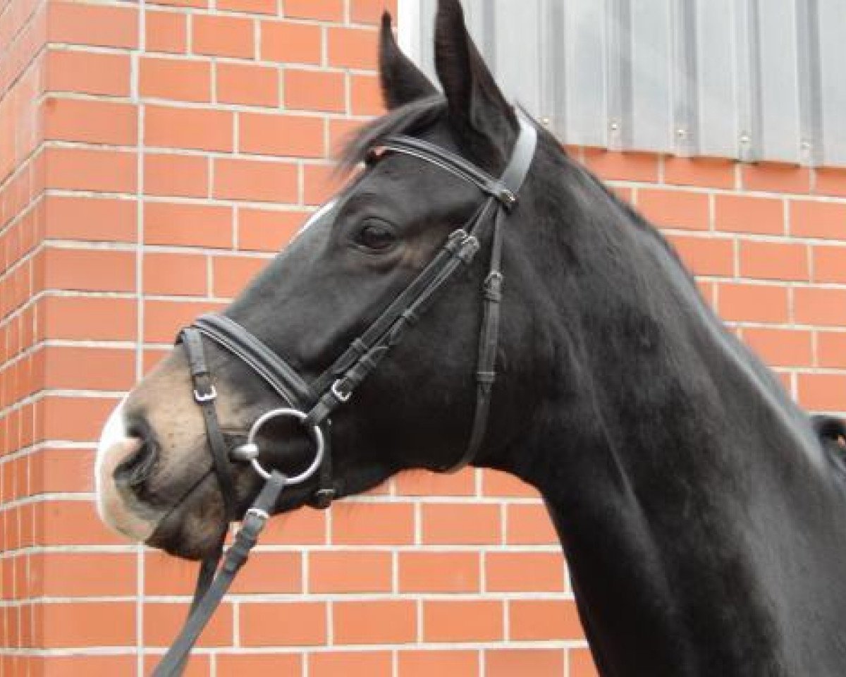 horse Fernando X (Trakehner, 2009, from Imperio 3)