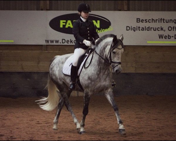 Dressurpferd Nena K (Zweibrücker, 2005, von Nemo)