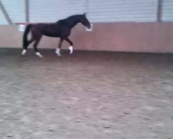 Video of Sir Donnerhall´s Erbin HG