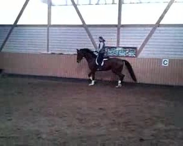 Video of Sir Donnerhall´s Erbin HG