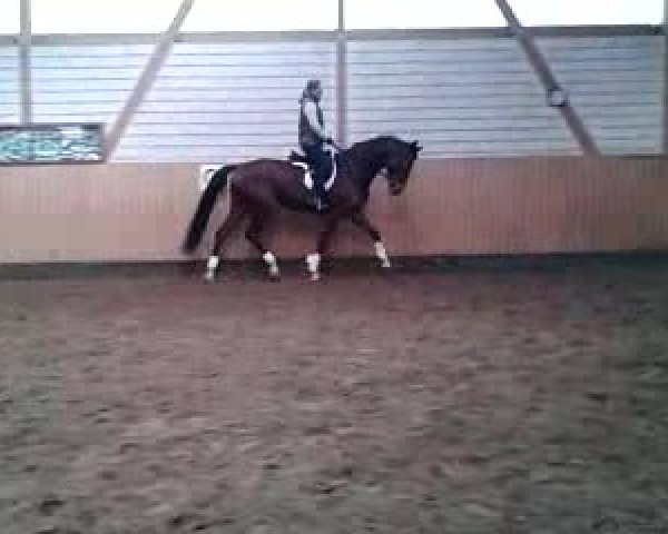 Video of Sir Donnerhall´s Erbin HG