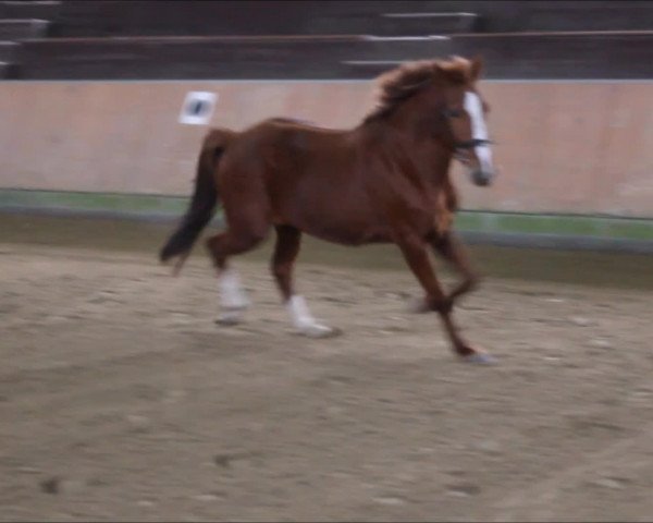 Video of Casalla