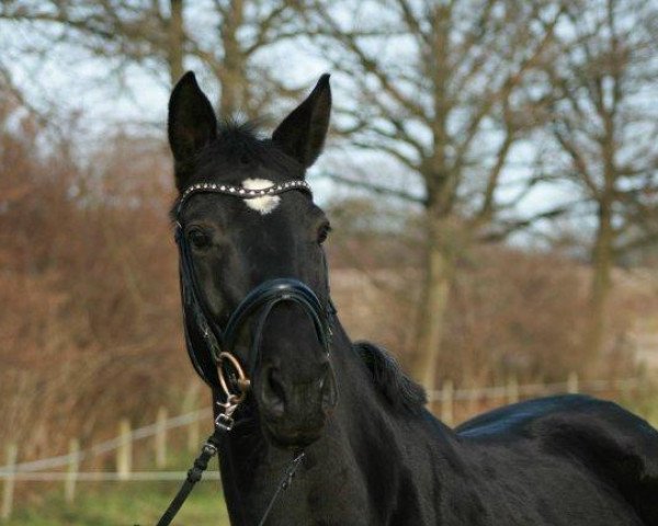 horse Petite Noire (Trakehner, 2009, from Axis TSF)