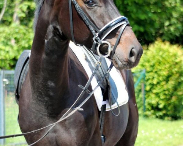horse Dinozzo da Capo (Hanoverian, 2009, from Don Frederico)