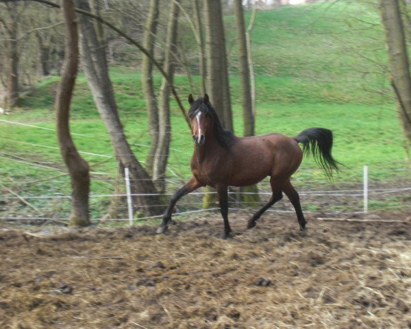 horse Jalil Aramash ox (Arabian purebred, 2006, from Padrons Kadar ox)