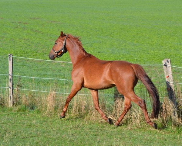 dressage horse Revano 4 (Oldenburg, 2008, from Revan)