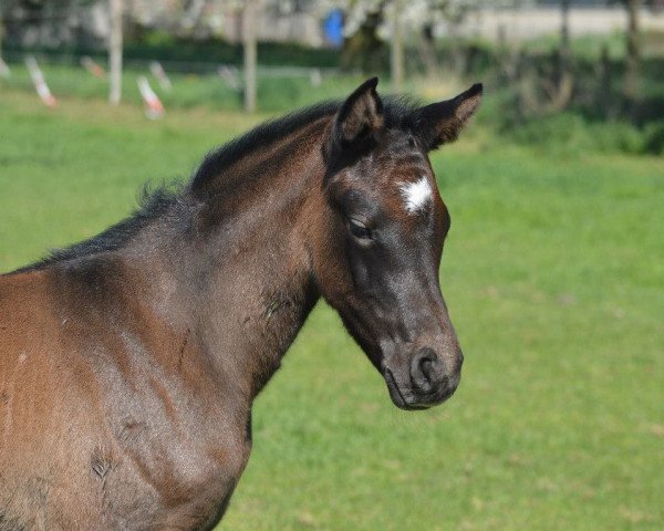 broodmare Copy Cat Z (Zangersheide riding horse, 2013, from Chellano Alpha Z)