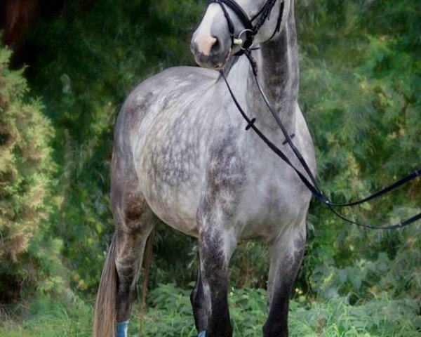 Kůň Askaro 78 (Sasko-anhaltinský teplokrevník, 2009, od Askano)