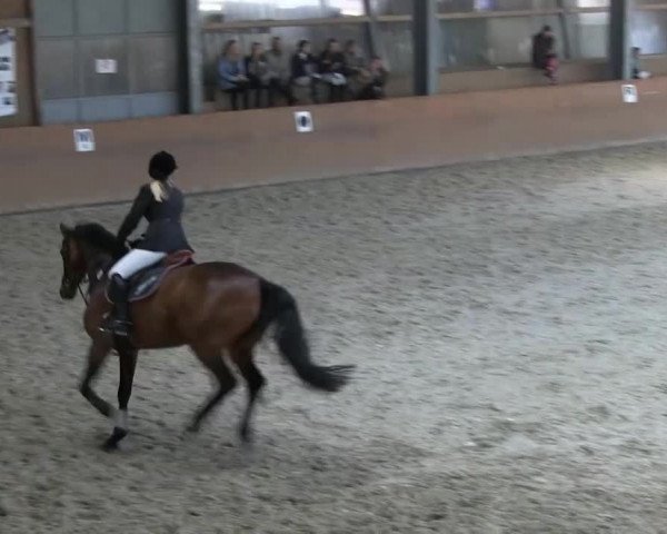 Bonn - Gut Ettenhausen: Stilspringprüfung Kl.A* Nr.09 -20.04.2014
