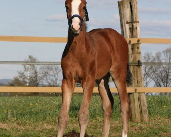 broodmare Sansa S (Westphalian, 2014, from Sir Heinrich OLD) broodmare Sansa S (Westphalian, 2014, from Sir Heinrich OLD)