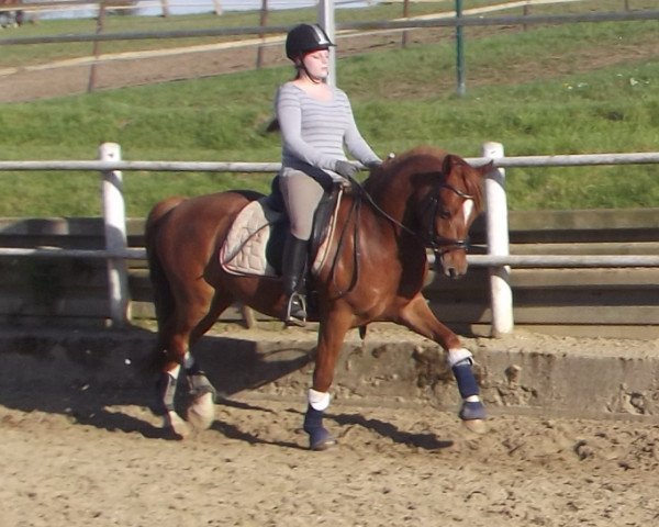 dressage horse Chivas Macaroon Dicaprio (German Riding Pony, 2010, from Don Miguel Fh) dressage horse Chivas Macaroon Dicaprio (German Riding Pony, 2010, from Don Miguel Fh)