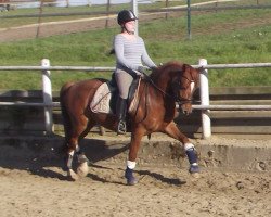dressage horse Chivas Macaroon Dicaprio (German Riding Pony, 2010, from Don Miguel Fh)