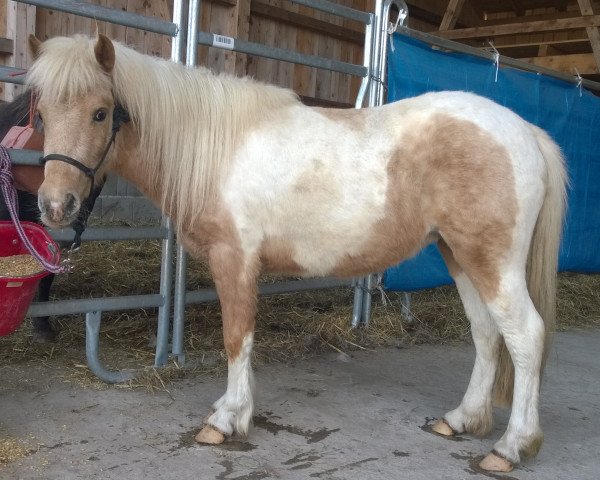 broodmare Farbenfrohs Ice-Cream (German Classic Pony, 2011, from Farbenfrohs Abraxas)