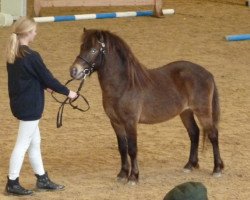 dressage horse Farbenfrohs Firlefanz (Dt.Part-bred Shetland pony, 2007, from Fürst Farbenfroh)