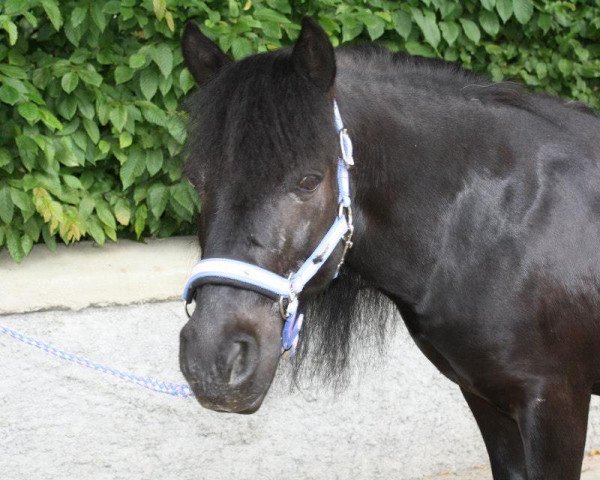 horse Mason 3 (Shetland Pony, 1991)