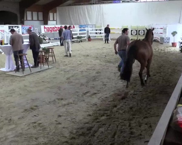 1. NRW Freispringchampionatsfinale Uedem-Keppeln 13.04.2014
