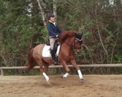 dressage horse Nemo 167 (German Riding Pony, 2000)