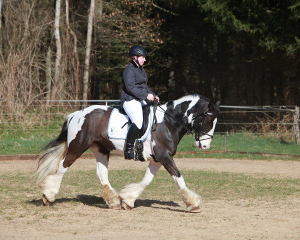 Dressurpferd Amergin (Tinker / Irish Cob / Gypsy Vanner, 2002, von The Bishop)