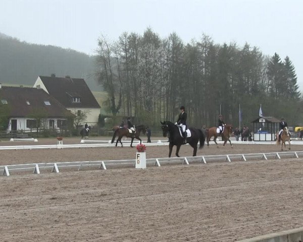 Video von Diamond's Ehren, Bruno 31, Chev Chenko vd Smis Z