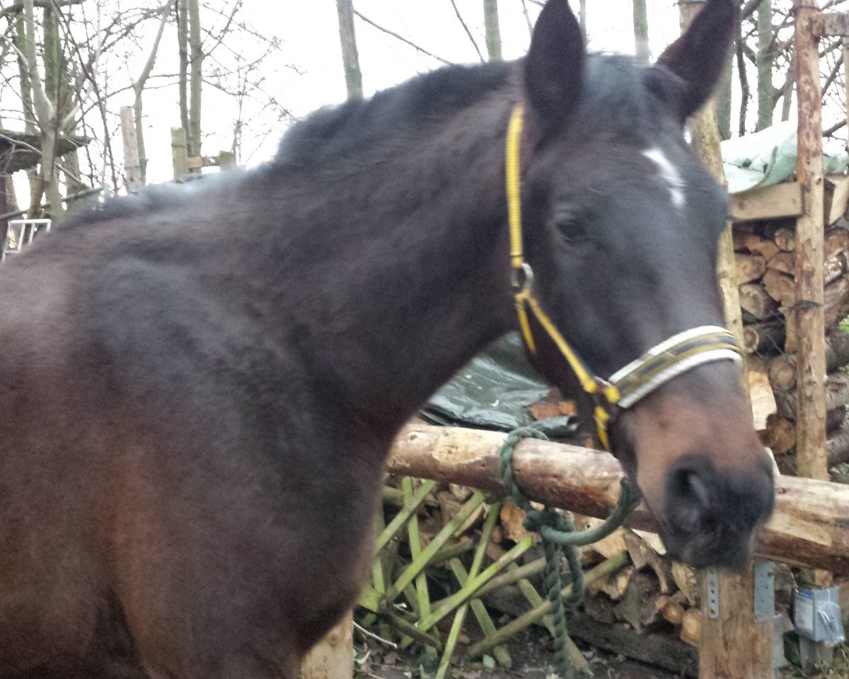 horse Rajar dei Gracia AA (Anglo-Arabs, 2011, from Remon AA)