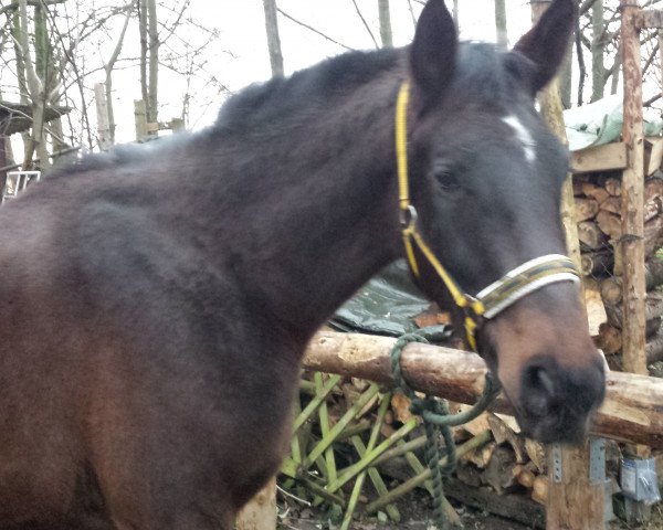 horse Rajar dei Gracia AA (Anglo-Arabs, 2011, from Remon AA)
