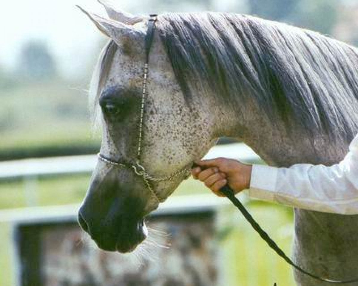 broodmare Jamila I EAO (Arabian purebred, 1994, from Ibn Jamil EAO)