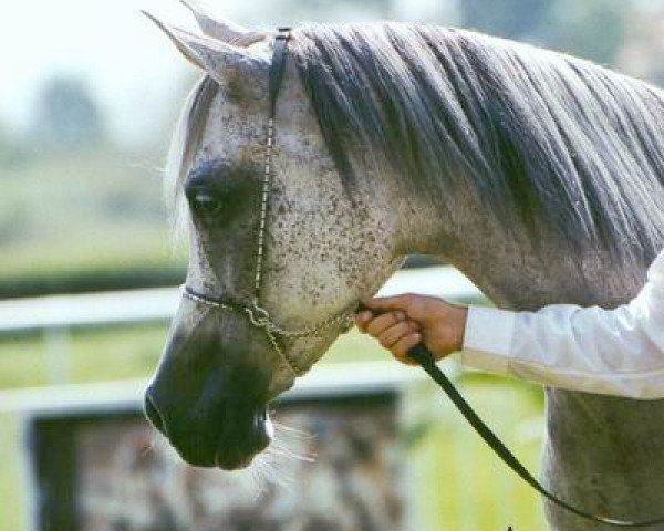 broodmare Jamila I EAO (Arabian purebred, 1994, from Ibn Jamil EAO)