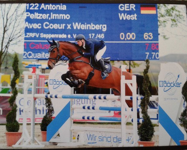 broodmare Antonia (Westphalian, 2008, from Avec Coeur 6)