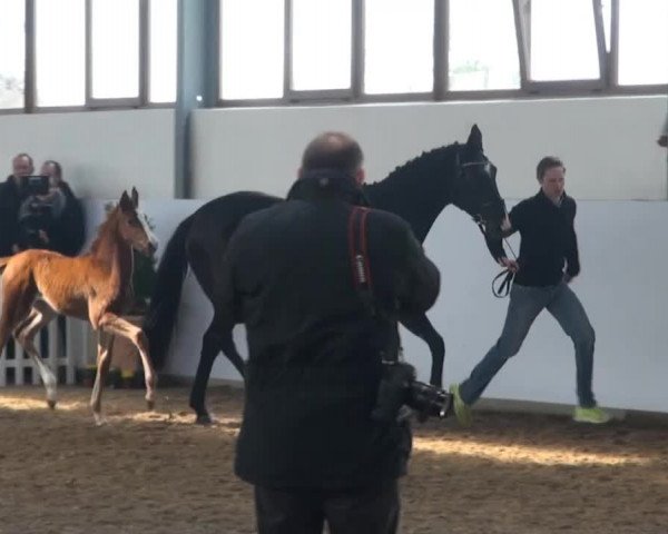 Züchterfrühschoppen Beckmann 2014 - Fohlen von Brisbane x Rascalino