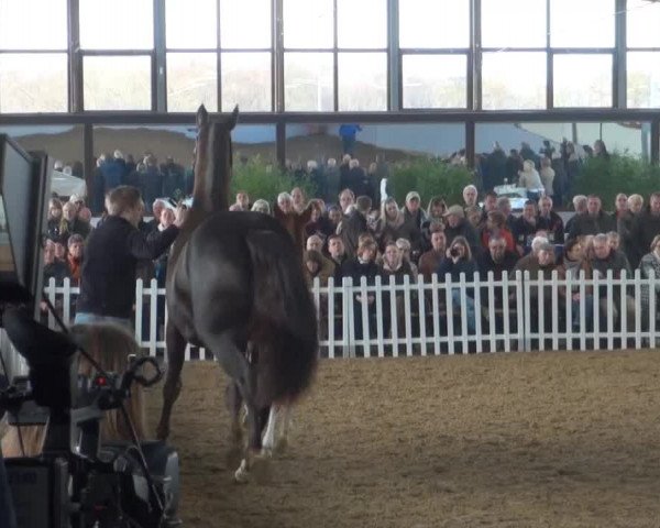 Züchterfrühschoppen Beckmann 2014 - Fohlen von Quasar de Charry x Brentano II