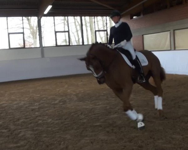 Züchterfrühschoppen Beckmann 2014 - Stute *2011 von Diatano x Weltmeyer