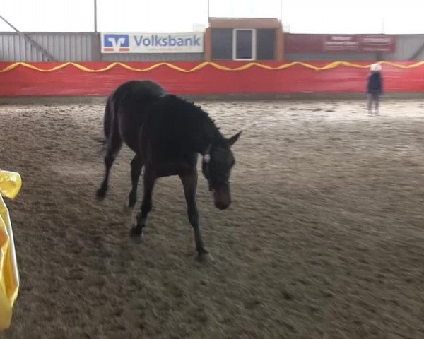 Freispringen Lindlar 2014