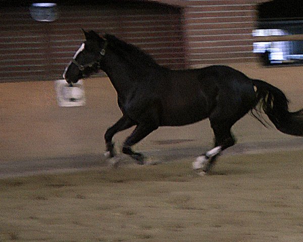 horse Faithfull Fellow (Westphalian,  , from Son of Cologne)