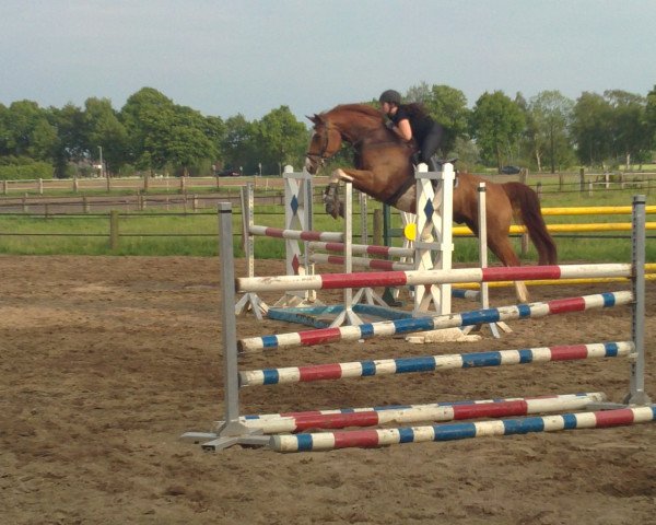 horse Equito 3 (Hanoverian, 1999, from Espri)