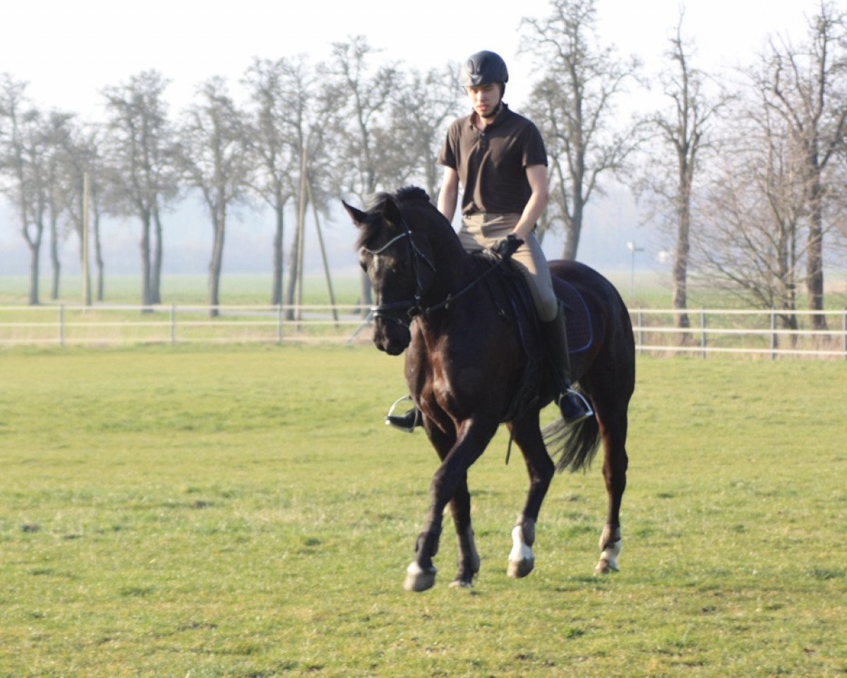 Zuchtstute Haley 6 (Hannoveraner, 2005, von His Highness)