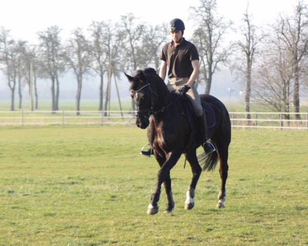 broodmare Haley 6 (Hanoverian, 2005, from His Highness)