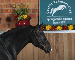 Springpferd Didactic (Rheinländer, 2009, von Diarado)