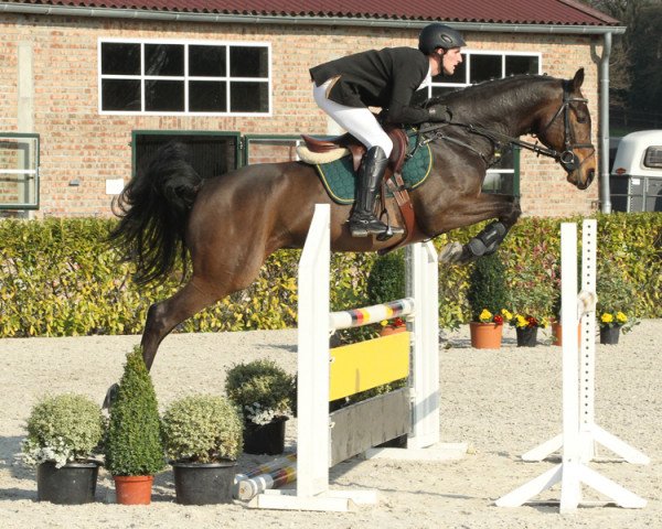 horse Conquest (German Sport Horse, 2009, from Contenaro)
