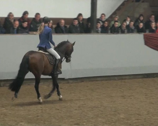 Hengstschau Vlotho Exter 2014