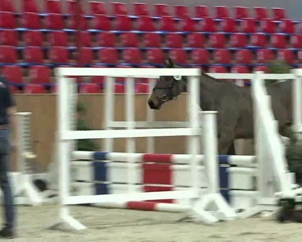 Tag des Freispringens Vechta 01.03.2014