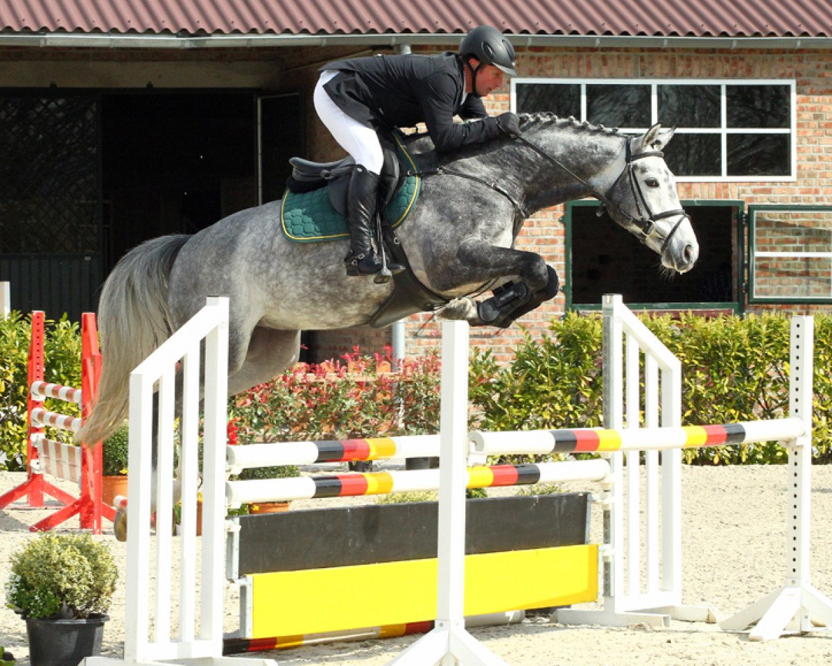 Cavallo Coco Jump (Cavallo da sella ungherese, 2009, di Konkord)