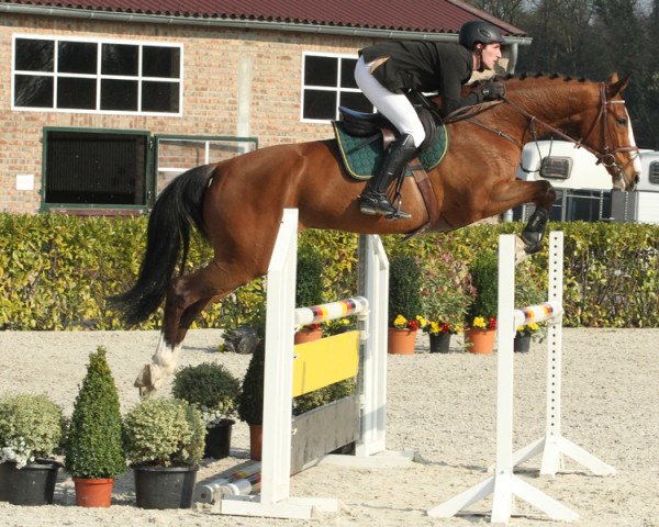 horse Chelsy (Hanoverian, 2008, from Clinton H)