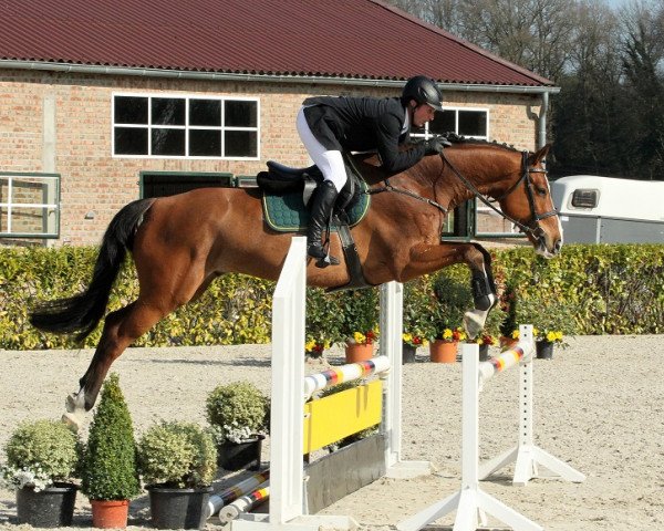 horse Call Me (KWPN (Royal Dutch Sporthorse), 2009, from Campbell VDL)
