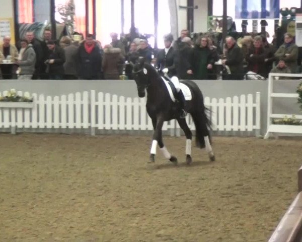 15. Trakehner Hengstschau 09.02.2013