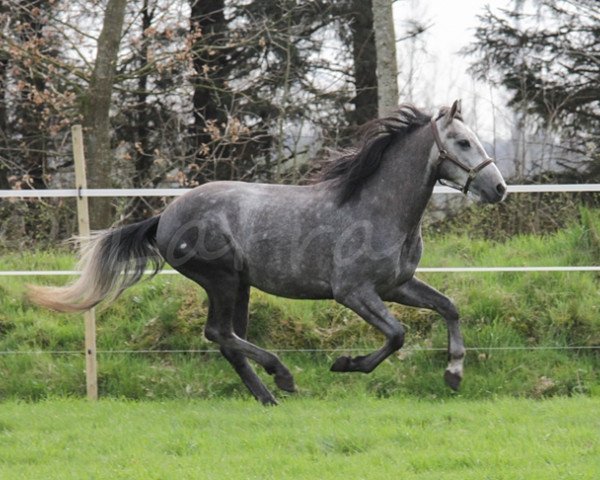 dressage horse Fosky (Pura Raza Espanola (PRE), 2010)